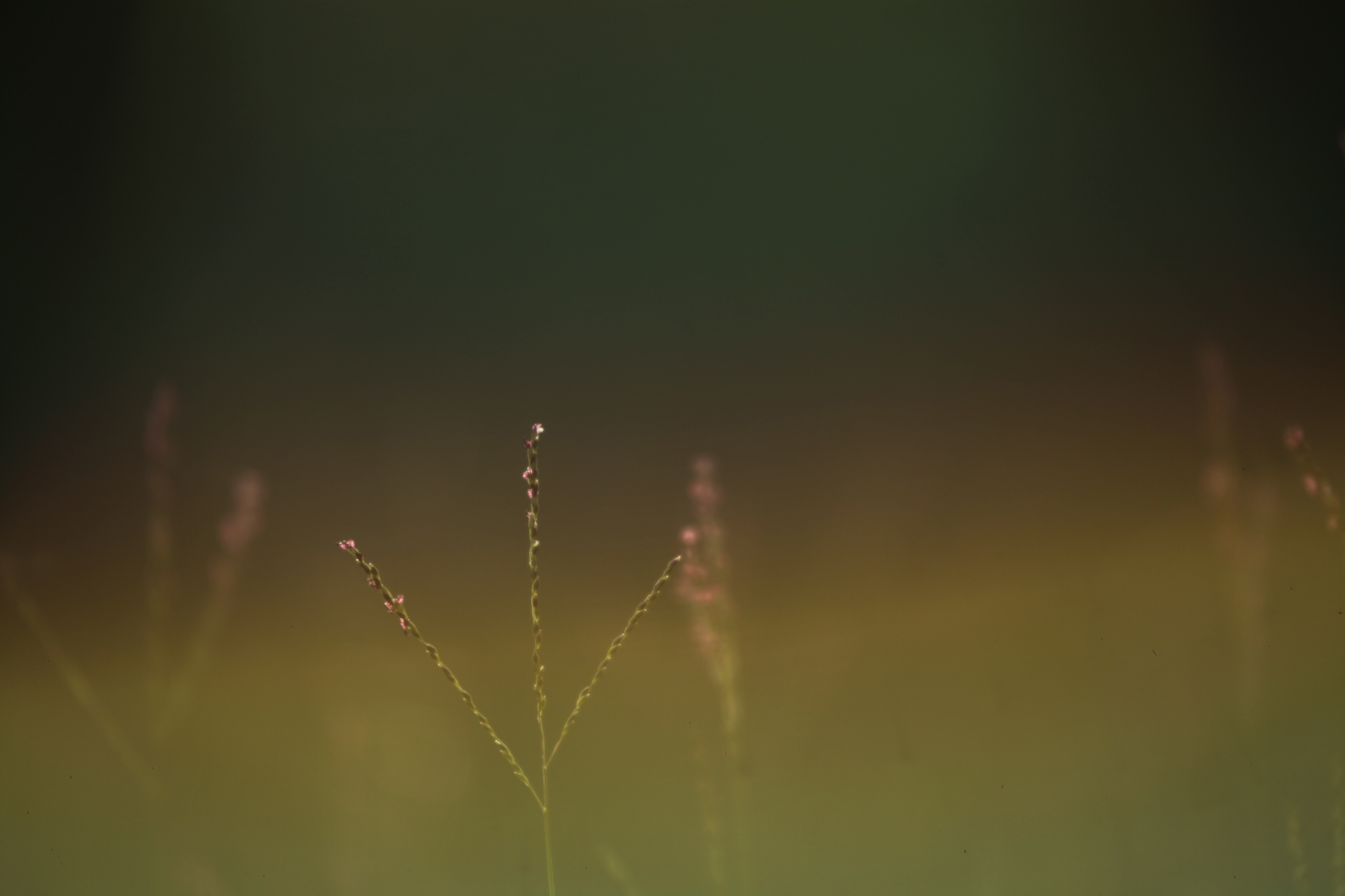 Google Lens Blur